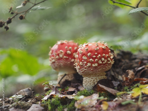 Two young red ball-shaped toadstools