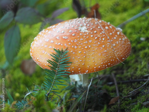 Red fly agaric under a spruce branch closeup