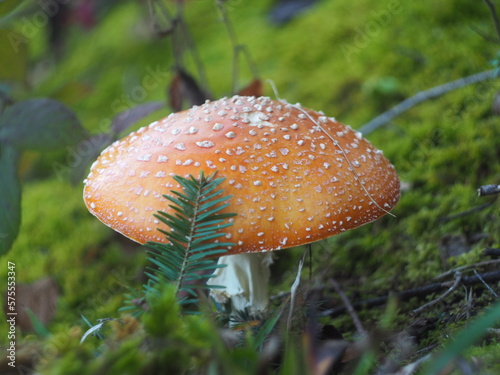 Red fly agaric under a spruce branch