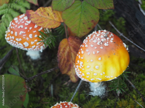 Two toadstools near withered blackberry leaves