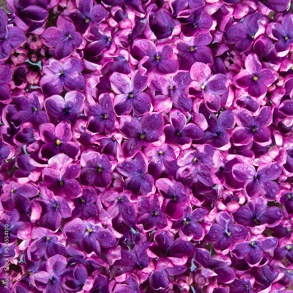 spring soft violet lilac flowers, natural seasonal floral background. spring soft violet lilac flowers, natural seasonal floral background.