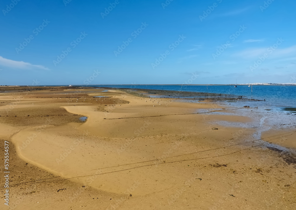 Mussels are farmed in mussel beds in the sea