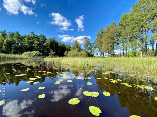 Lake with water lilies