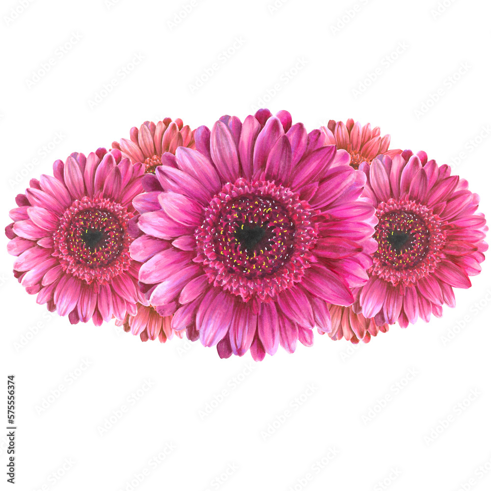Decorative floral element on a transparent background made of hand drawn realistic illustrations of pink gerbera flowers Decorative floral element on a transparent background made of hand drawn realistic illustrations of pink gerbera flowers