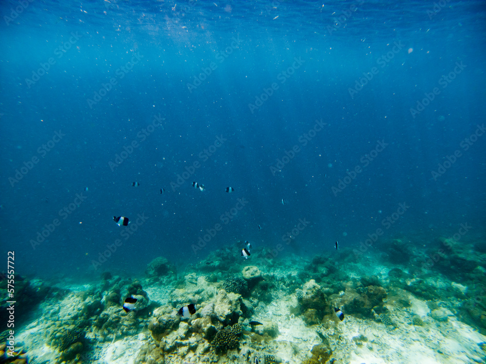 corals and tropical fish underwater sea life