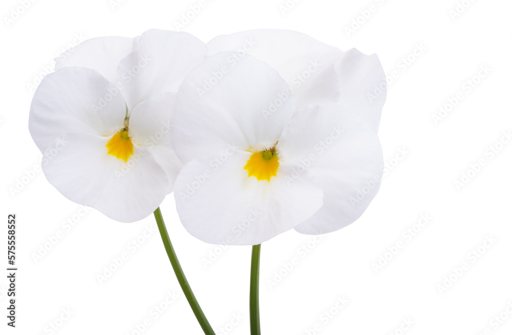 Fototapeta premium white violet flower isolated