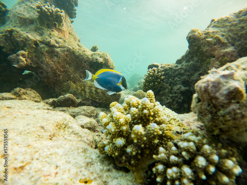 Fototapeta Naklejka Na Ścianę i Meble -  corals and tropical fish underwater sea life