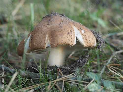 Unknown agaric mushroom