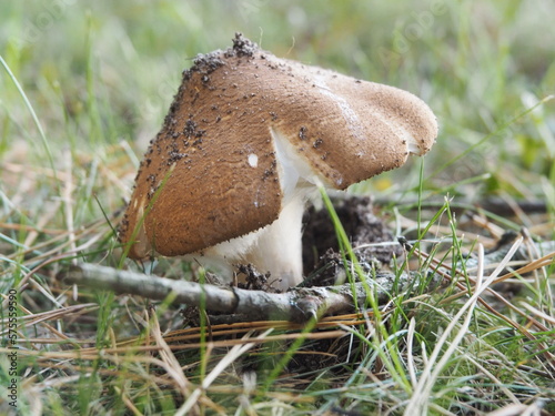 Unknown agaric mushroom closeup