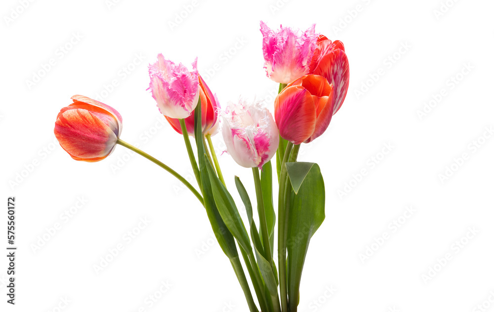 Fototapeta premium tulips isolated