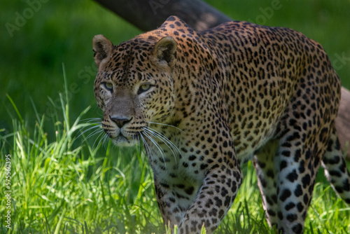 Male Sri Lankan leopard prowling. In captivity at Banham Zoo in Norfolk  UK