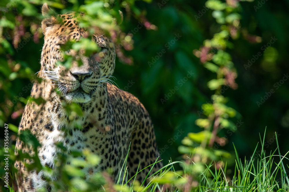 Obraz premium Male Sri Lankan leopard amongst grass and flowers. In captivity at Banham Zoo in Norfolk, UK