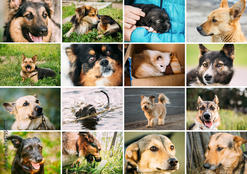 Homeless Dogs Bundle Set. Funny Mixed Breed Dogs Portraits Close up mongrel dog