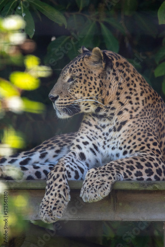 Male Sri Lankan leopard sitting on wooden platform. in captivity at Banham Zoo in Norfolk  UK
