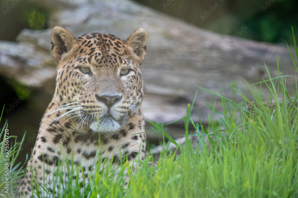 Obraz premium Portrait of male Sri Lankan leopard laying/resting in grass. In captivity at Banham Zoo in Norfolk, UK
