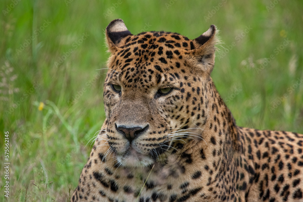 Male Sri Lankan leopard laying/resting in grass. in captivity at Banham Zoo in Norfolk, UK Male Sri Lankan leopard laying/resting in grass. in captivity at Banham Zoo in Norfolk, UK
