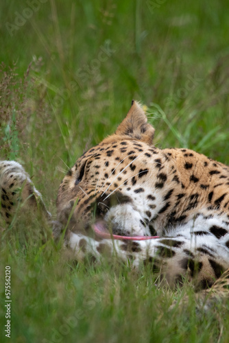 Male Sri Lankan leopard washing in grass. in captivity at Banham Zoo in Norfolk  UK 