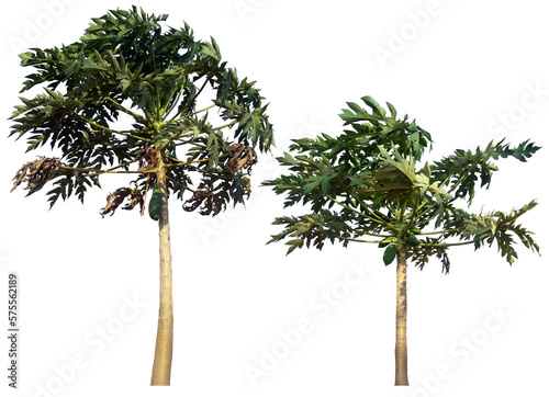 papaya tree plant PNG design for easy to use