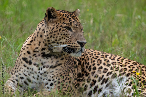 Male Sri Lankan leopard laying/resting in grass. in captivity at Banham Zoo in Norfolk, UK  © Christopher Keeley
