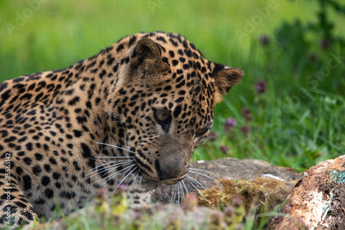 Young male Sri Lankan leopard laying resting in grass. in captivity at Banham Zoo in Norfolk  UK