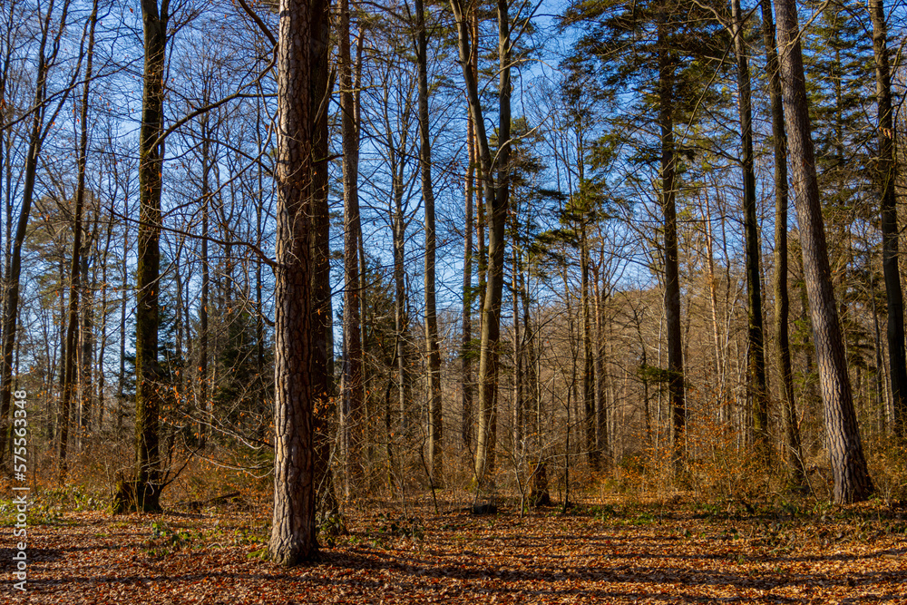Fototapeta premium Autumn sunlight casting shadows in the forest