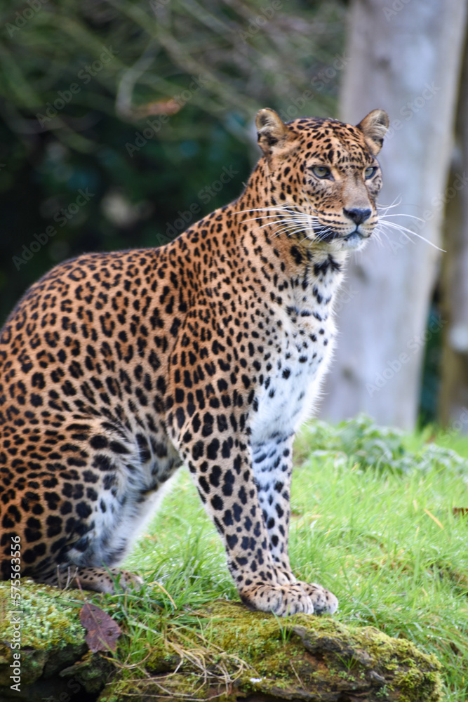 Female Sri Lankan leopard standing in captivity at a zoo. At Banham Zoo in Norfolk, UK Female Sri Lankan leopard standing in captivity at a zoo. At Banham Zoo in Norfolk, UK