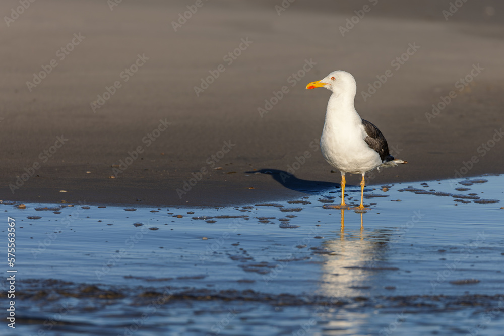 Lesser black-backed gull (Larus fuscus) on the beach on Juist, East Frisian Islands, Germany. Lesser black-backed gull (Larus fuscus) on the beach on Juist, East Frisian Islands, Germany.