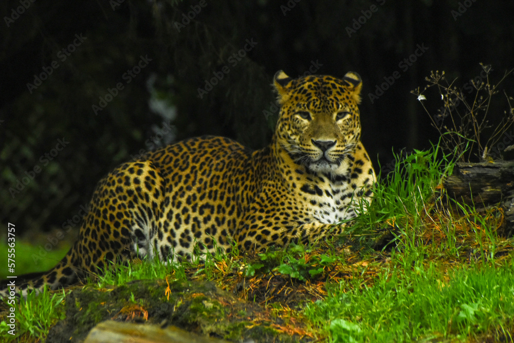 Obraz premium Male Sri Lankan leopard sitting/resting amongst grass. In captivity at Banham Zoo in Norfolk, UK 