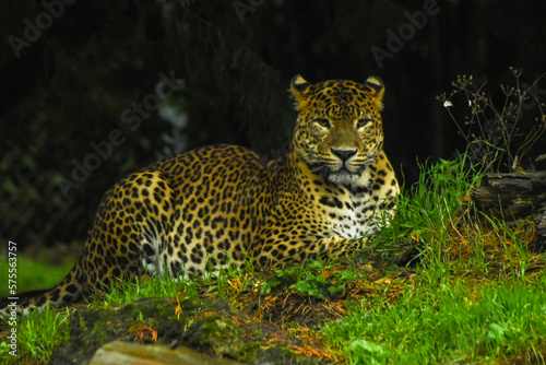 Male Sri Lankan leopard sitting/resting amongst grass. In captivity at Banham Zoo in Norfolk, UK	
