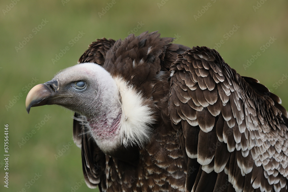 Portrait of a Rüppell's Vulture with its translucent eyelid covering its eye
Portrait of a Rüppell's Vulture with its translucent eyelid covering its eye