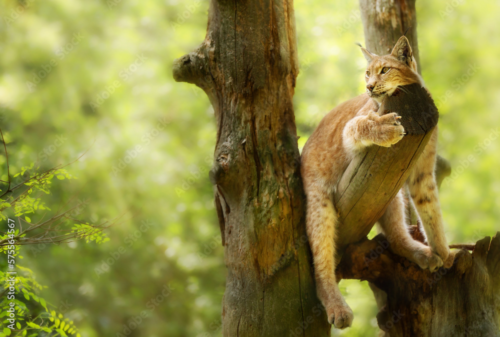 Eurasian lynx (Lynx lynx) is a medium-sized cat lying on a tree. Wildlife Eurasian lynx (Lynx lynx) is a medium-sized cat lying on a tree. Wildlife