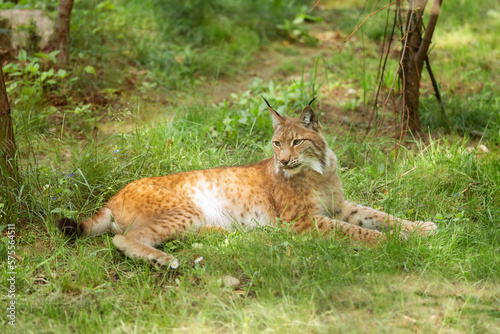 Eurasian lynx  Lynx lynx - a medium-sized cat lies on the green grass. Wild animal  predator in nature.