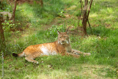 Eurasian lynx, Lynx lynx - a medium-sized cat lies on the green grass. Wild animal, predator in nature.