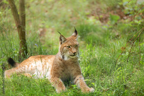 Eurasian lynx (Lynx lynx) is a medium-sized cat native to European and Siberian forests. Wild animal, predator in nature.