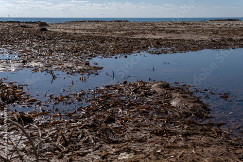 Dried Posidonia oceanica on a beach photo