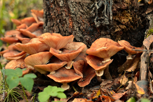 Cluster of large and mature mushrooms Armillaria in the forest close-up photo