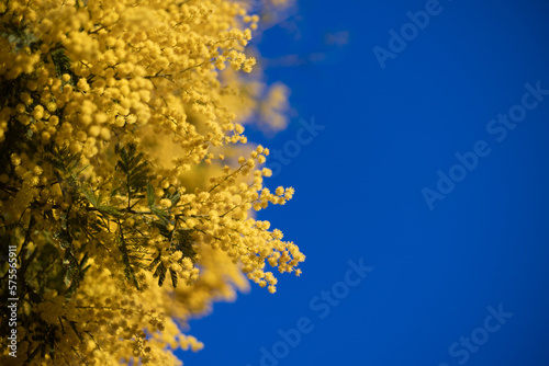 Blossoming of mimosa tree (Acacia dealbata,  silver wattle) close up in spring, bright yellow flowers, coojong, flowering mimosa in Spain, blue sky