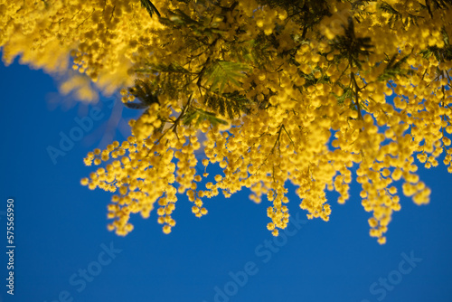 Blossoming of mimosa tree (Acacia dealbata,  silver wattle) close up in spring, bright yellow flowers, coojong, flowering mimosa in Spain, blue sky