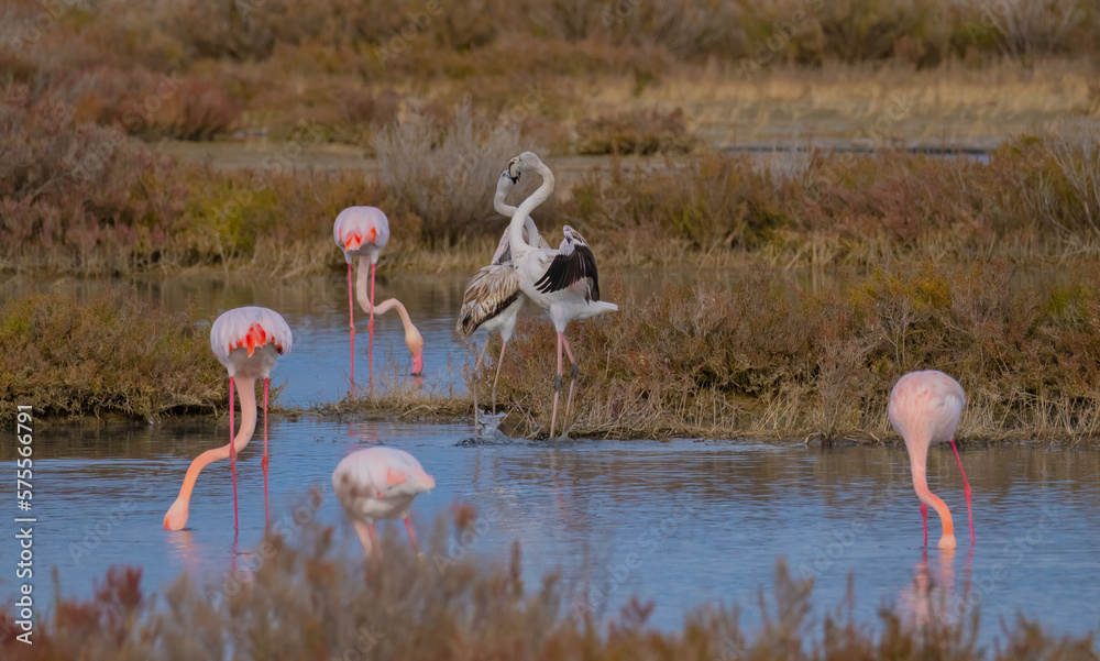 pink flamingos in their natural environment fighting for the supremacy of the group
