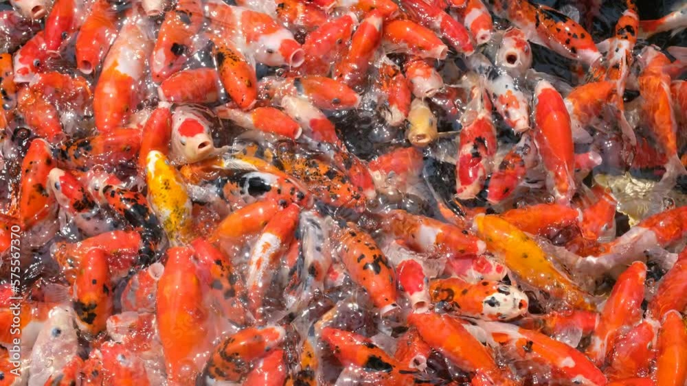carp fish pond background, colorful background, Fancy carp
carp fish pond background, colorful background, Fancy carp
