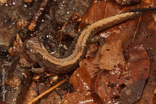 Closeup of the Russian Siberian salamander, salamandrella keyserlingii sitting on the forest floor photo