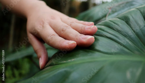 Young Asian women's hands gently touch the leaves. human and nature