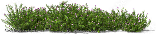 cistus shrub cistus incanus medical tea plant hq arch viz cutout photo
