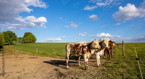 Troupeau de vache laitière dans la campagne en France.