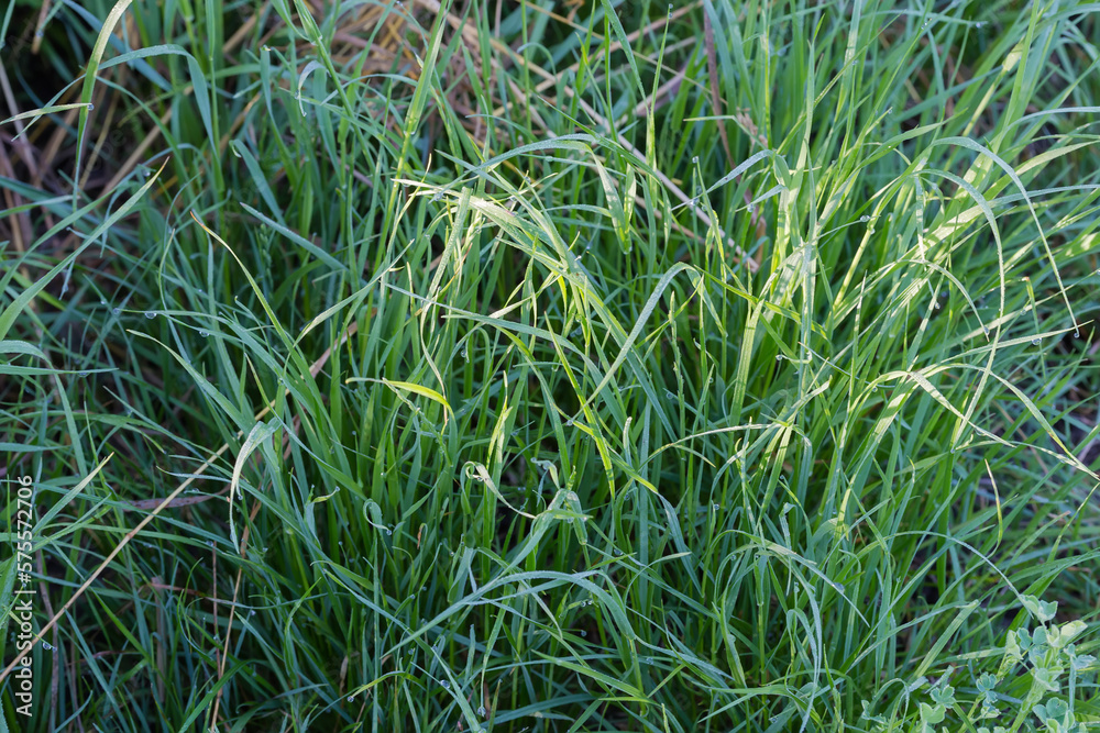 Obraz premium Bushes of high grass covered with morning dew in sunlight