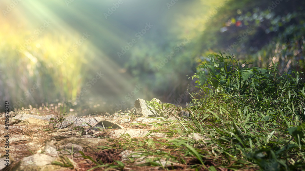 Fototapeta premium Green grass in the forest