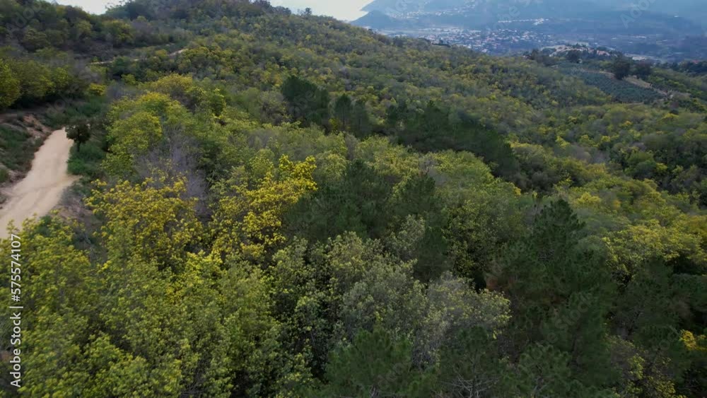 Skyview of a forest of mimosa trees in the french riviera Skyview of a forest of mimosa trees in the french riviera