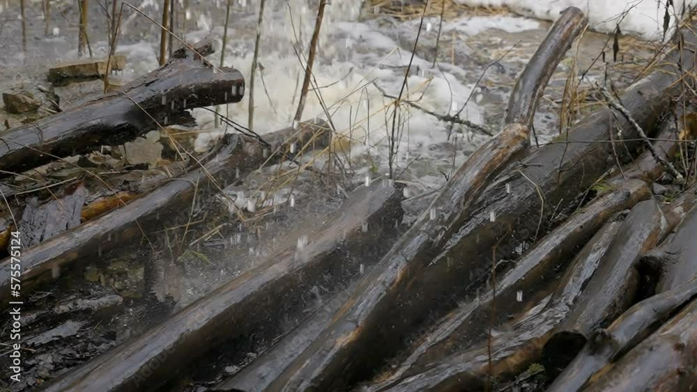 Big logs on the side of the river in Nommeveski Estonia inside the Lahemaa National Park with the splashing water from above in Estonia Big logs on the side of the river in Nommeveski Estonia inside the Lahemaa National Park with the splashing water from above in Estonia