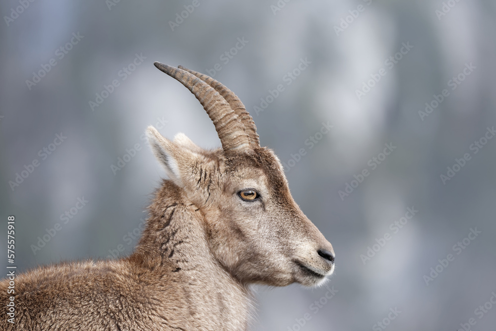 Portrait of an young alpine Ibex (Capra Ibex)
