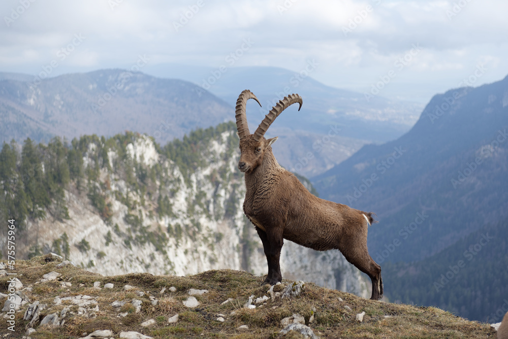 Alpine Ibex (Capra Ibex) standing proud in the swiss alps (Creux du Van)